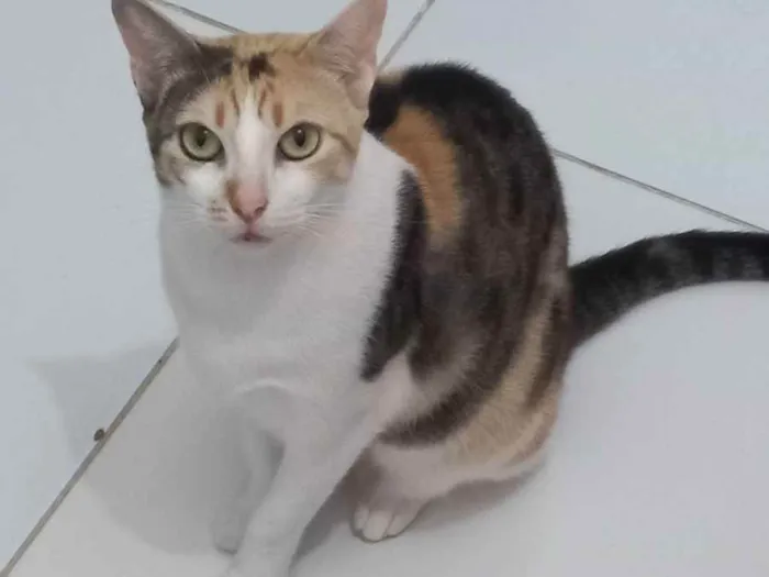 Gato raça Sem Raça definida  idade 2 a 6 meses nome Alexa