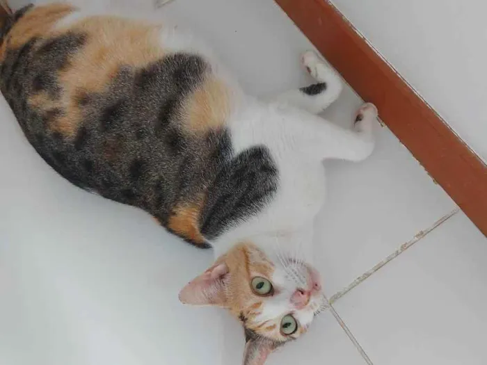Gato raça Sem Raça definida  idade 2 a 6 meses nome Alexa