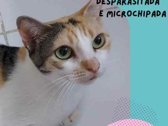 Gato raça Sem Raça definida  idade 2 a 6 meses nome Alexa