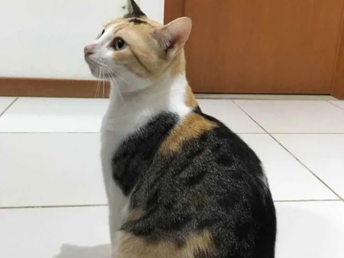 Gato raça Sem Raça definida  idade 2 a 6 meses nome Alexa