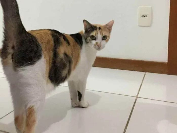 Gato raça Sem Raça definida  idade 2 a 6 meses nome Alexa