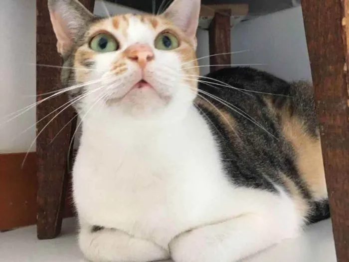 Gato raça Sem Raça definida  idade 2 a 6 meses nome Alexa