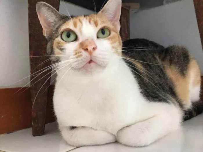 Gato raça Sem Raça definida  idade 2 a 6 meses nome Alexa