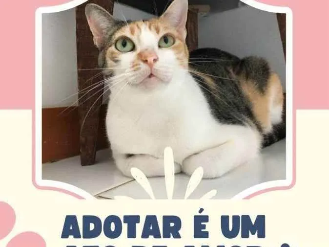 Gato raça Sem Raça definida  idade 2 a 6 meses nome Alexa