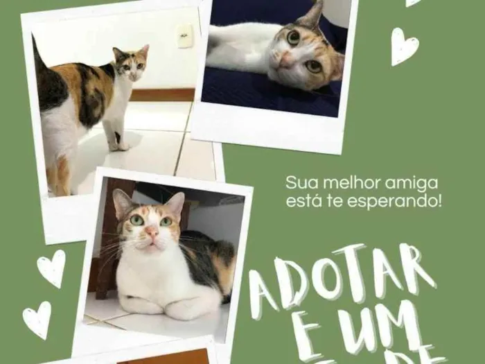 Gato raça Sem Raça definida  idade 2 a 6 meses nome Alexa
