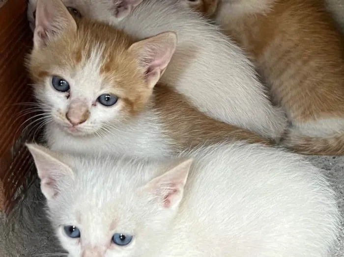 Gato ra a  idade Abaixo de 2 meses nome Sem nome 