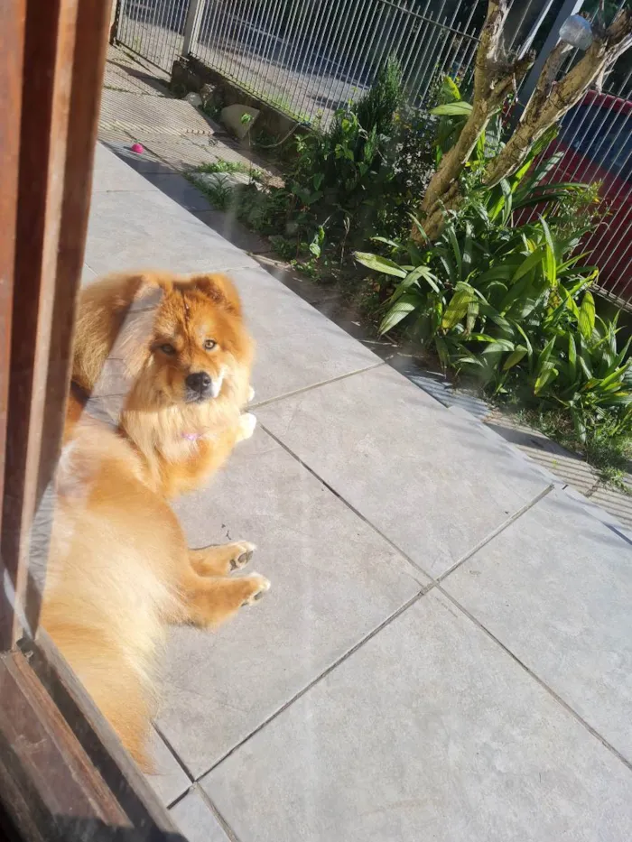 Cachorro ra a Chow chow idade 2 anos nome Sofia