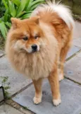 Sofia