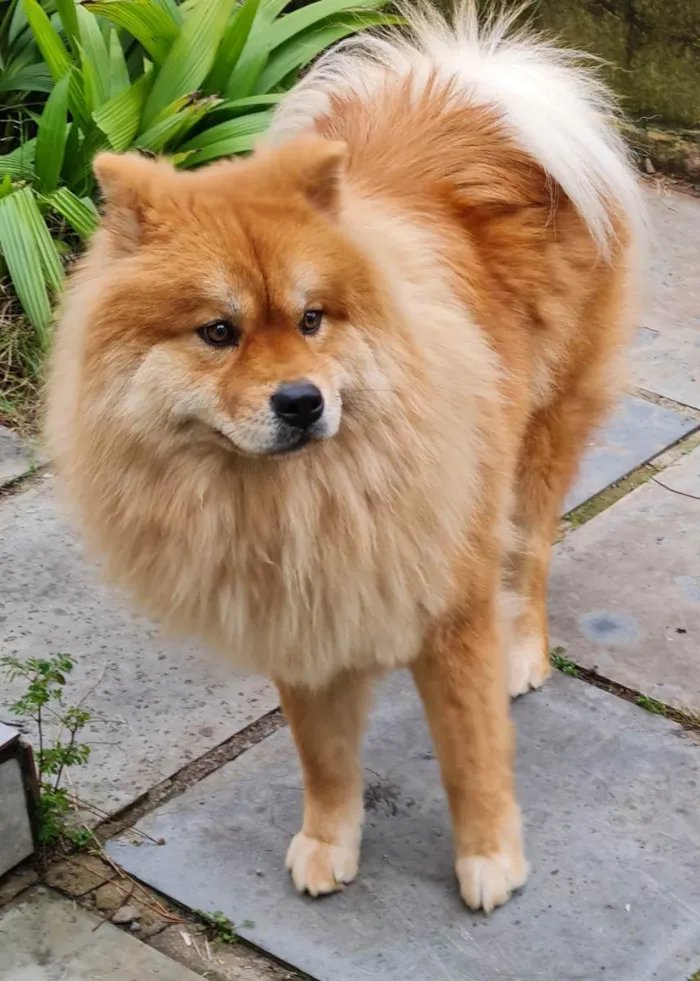 Cachorro ra a Chow chow idade 2 anos nome Sofia