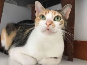 Gato raça Sem Raça definida  idade 2 a 6 meses nome Alexa