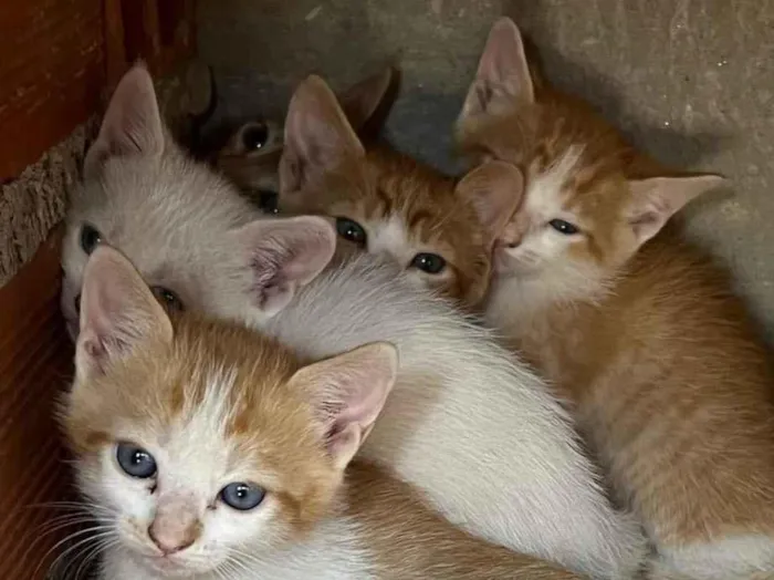 Gato ra a  idade Abaixo de 2 meses nome Sem nome 