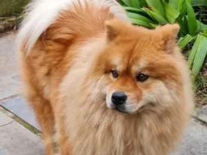 Cachorro raça Chow chow idade 2 anos nome Sofia