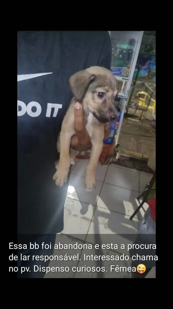Cachorro raça Indefinida idade Abaixo de 2 meses nome Keite