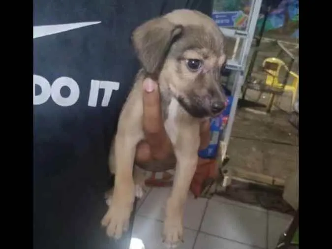 Cachorro raça Indefinida idade Abaixo de 2 meses nome Keite