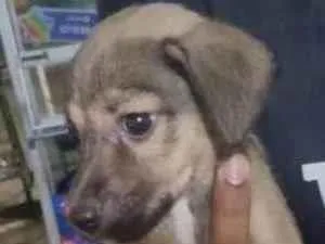 Cachorro raça Indefinida idade Abaixo de 2 meses nome Keite