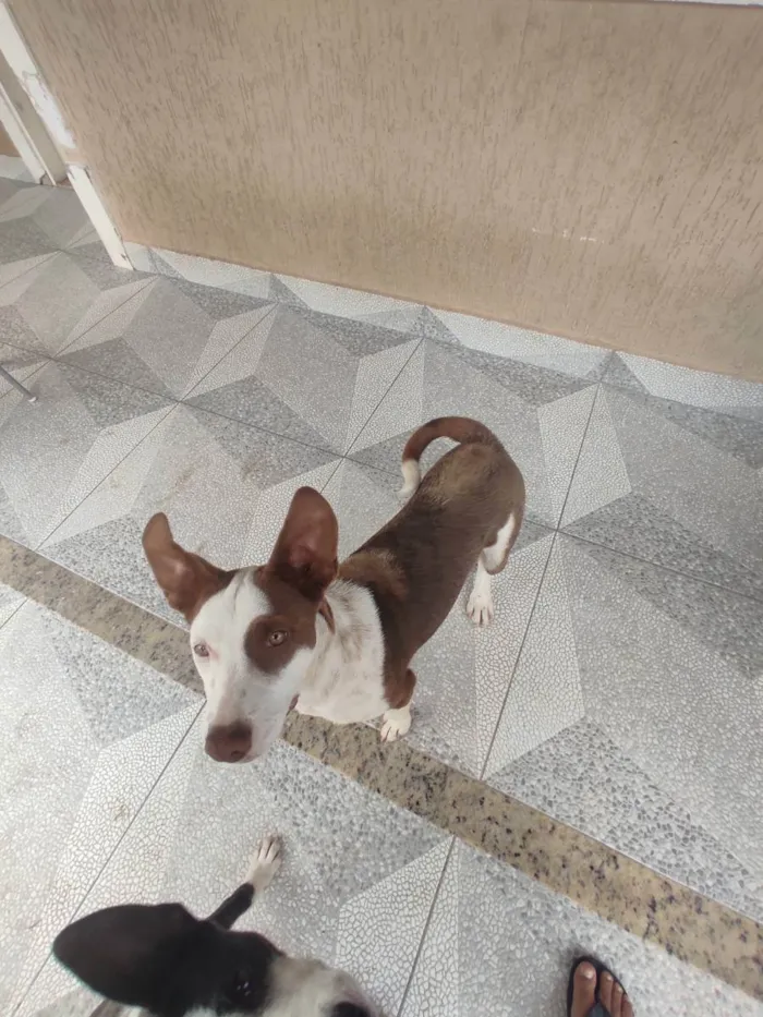 Cachorro ra a Vira lata idade 7 a 11 meses nome Marronzinha