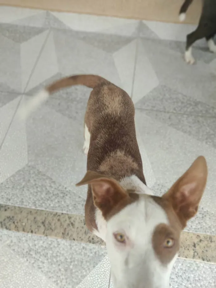 Cachorro ra a Vira lata idade 7 a 11 meses nome Marronzinha