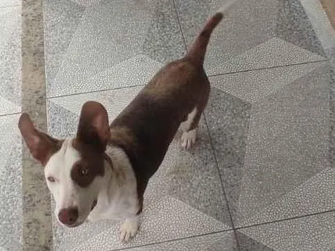 Cachorro ra a Vira lata idade 7 a 11 meses nome Marronzinha