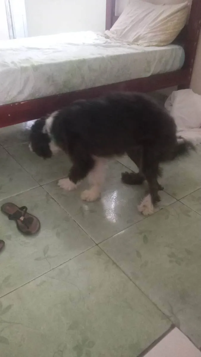 Cachorro ra a Sem raça  idade 7 a 11 meses nome Pandora 