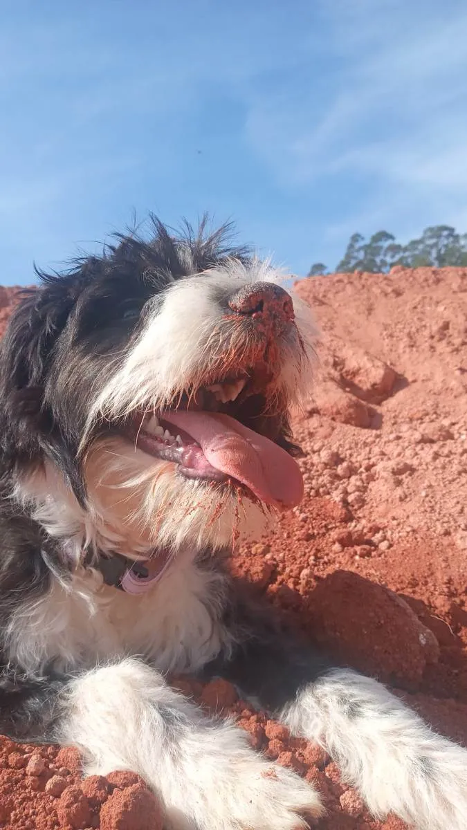 Cachorro ra a Sem raça  idade 7 a 11 meses nome Pandora 