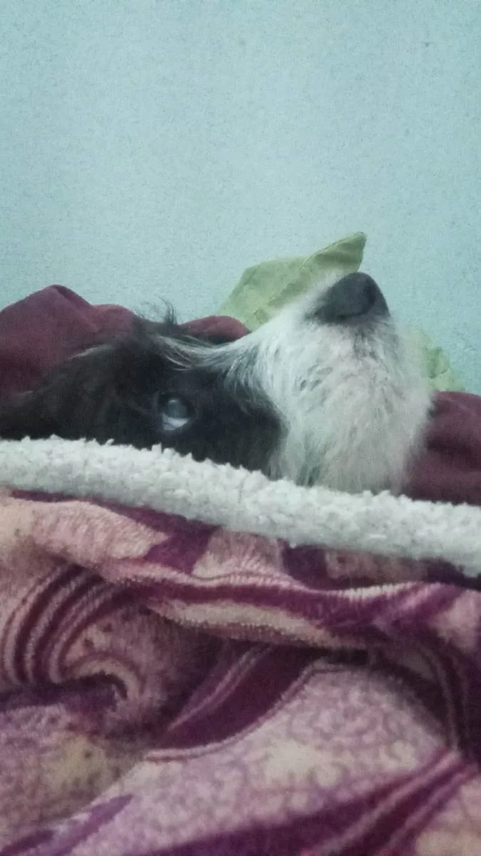 Cachorro ra a Sem raça  idade 7 a 11 meses nome Pandora 