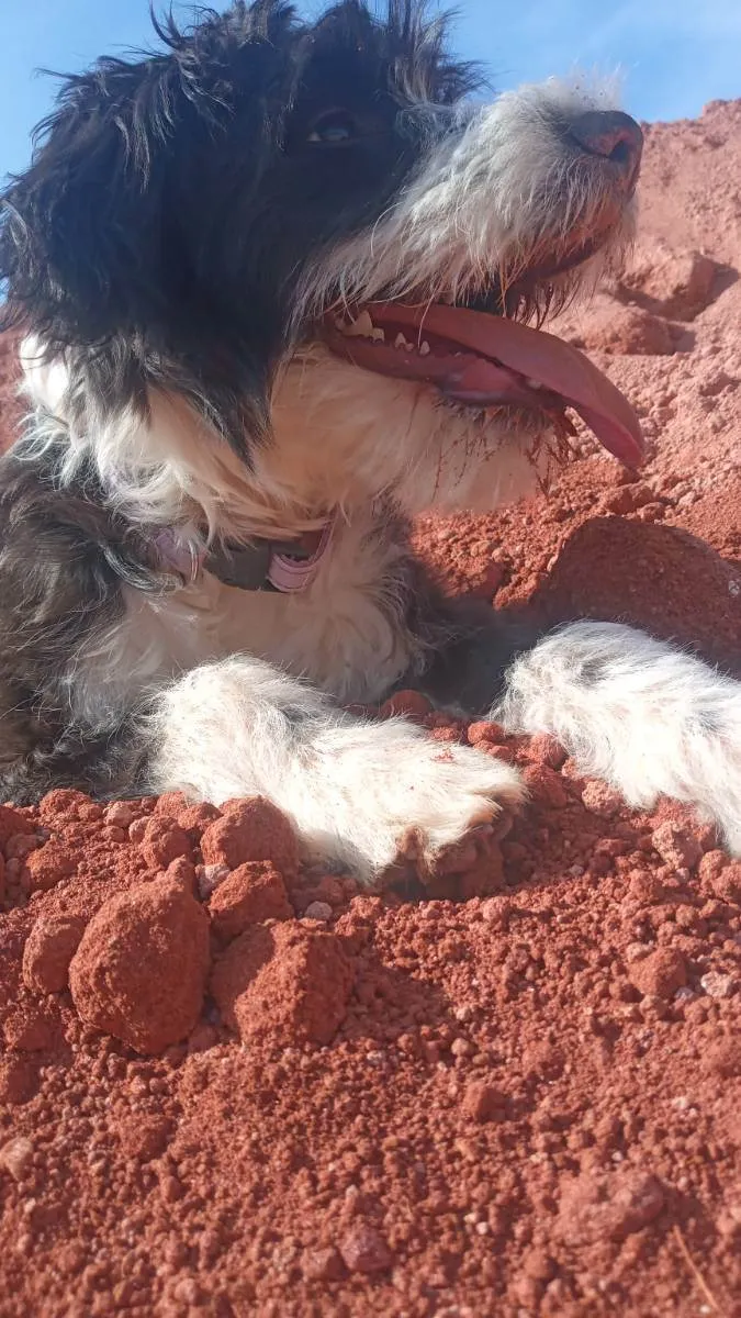 Cachorro ra a Sem raça  idade 7 a 11 meses nome Pandora 