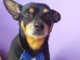 Cachorro raça Pinscher  idade 4 anos nome César