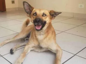 Cachorro raça SR idade 1 ano nome Peter