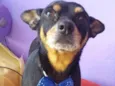 Cachorro raça Pinscher  idade 4 anos nome César