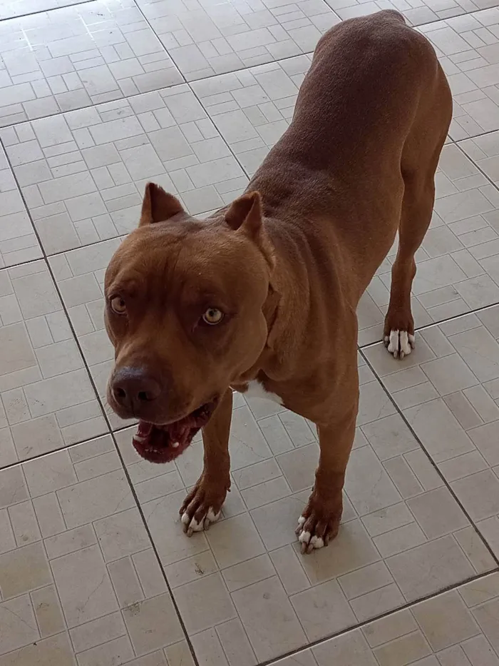 Cachorro ra a Pit Bull  idade 2 anos nome Sadan