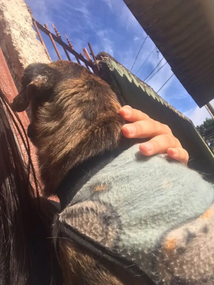 Cachorro ra a Vira lata/ salsicha idade 7 a 11 meses nome Pingo