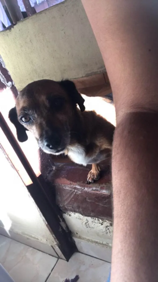 Cachorro ra a Salsicha/vira lats idade 5 anos nome Neném 