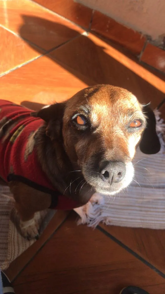 Cachorro ra a Salsicha/vira lats idade 5 anos nome Neném 