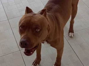 Cachorro raça Pit Bull  idade 2 anos nome Sadan