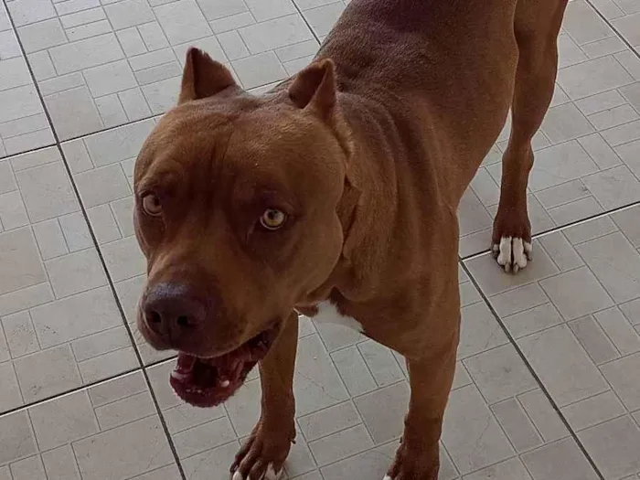 Cachorro ra a Pit Bull  idade 2 anos nome Sadan