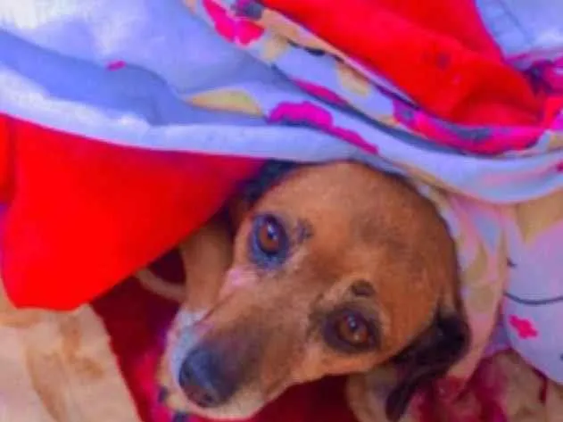 Cachorro ra a Salsicha/vira lats idade 5 anos nome Neném 