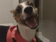 Tut