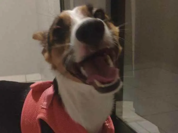 Cachorro raça SRD idade 1 ano nome Tut