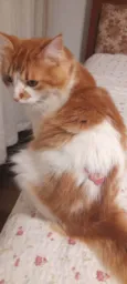 Caramelo