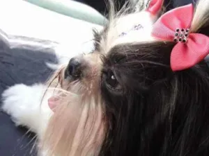 Cachorro raça Shitzu idade 3 anos nome Meggie