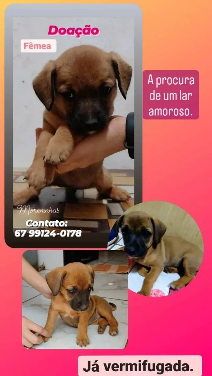 Cachorro ra a vira lata  idade 2 a 6 meses nome sem nome 