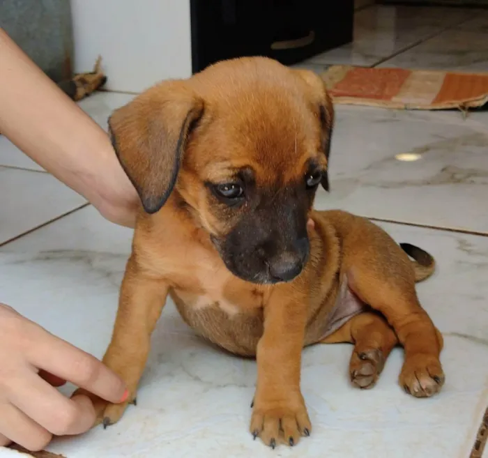 Cachorro ra a vira lata  idade 2 a 6 meses nome sem nome 