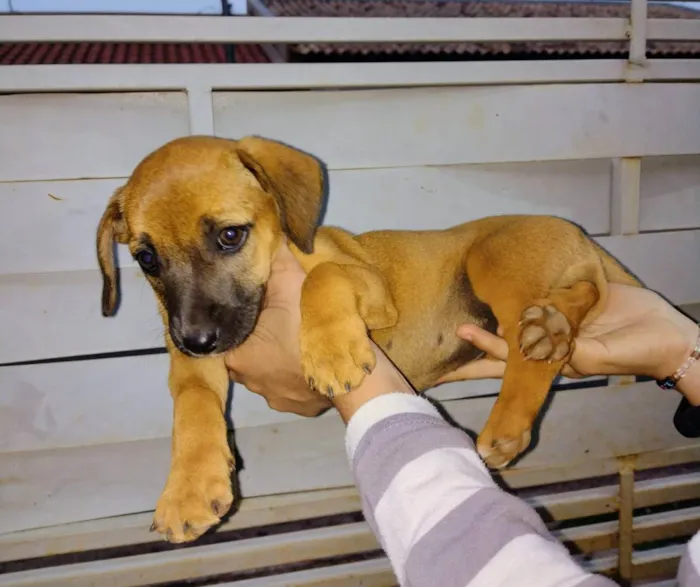 Cachorro ra a vira lata  idade 2 a 6 meses nome sem nome 