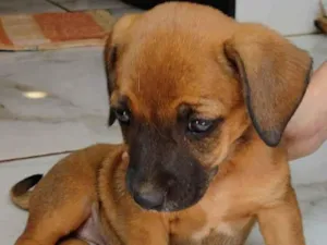 Cachorro raça vira lata  idade 2 a 6 meses nome sem nome 