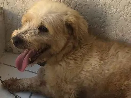 Cachorro ra a Poodle  idade 2 anos nome Zeus 