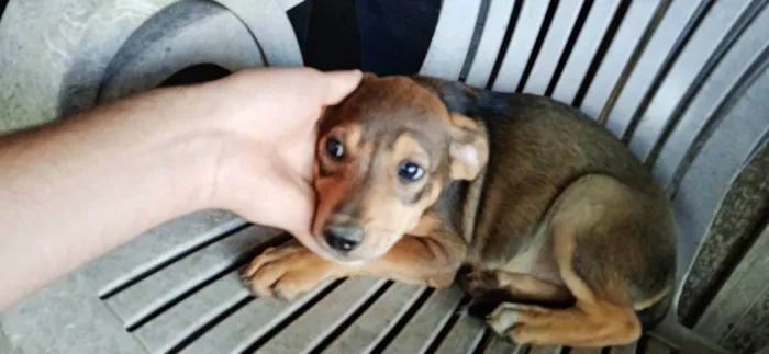 Cachorro ra a Weimaraner idade 2 a 6 meses nome Não tem nome 