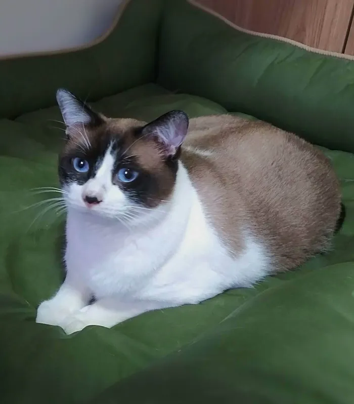 Gato ra a srd idade 3 anos nome Maverick