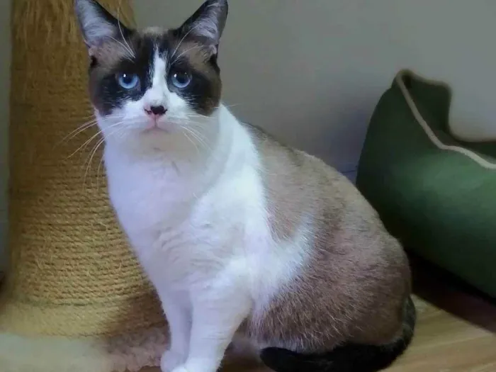 Gato ra a srd idade 3 anos nome Maverick