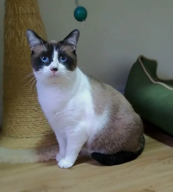 Gato ra a srd idade 3 anos nome Maverick