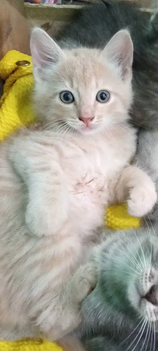 Gato raça SRD idade 2 a 6 meses nome Ninão